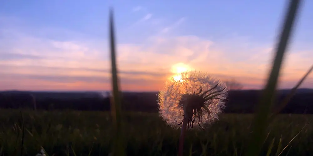 Dandelion seed head at sunset showing seasonal change that informs our raised bed design approach