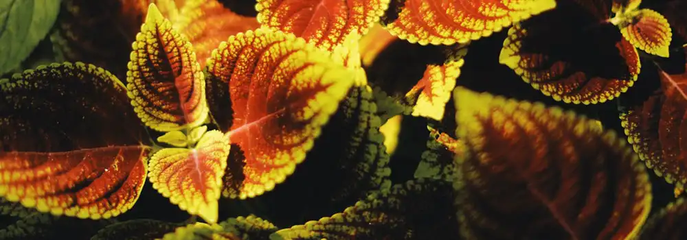Garden colour and texture shown through warm foliage tones and detailed leaf shapes