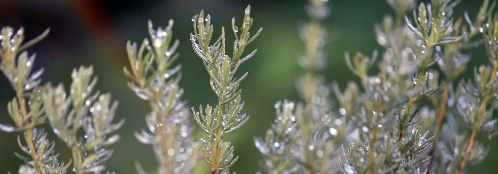 Best herbs for raised beds arranged for long-term structure and easy picking
