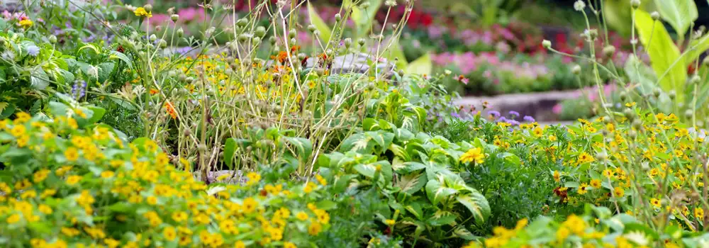 Layered planting in a raised bed showing long-term structure, perennials, and pollinator-friendly plants