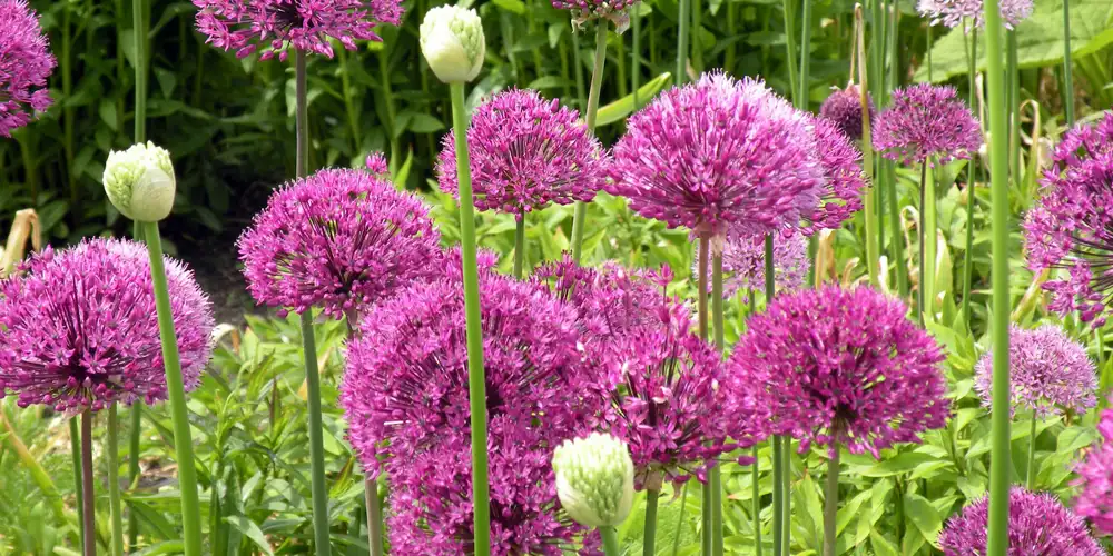 Alliums in a raised bed showing how bulbs for long-term raised bed planting add seasonal structure without disturbing the main planting