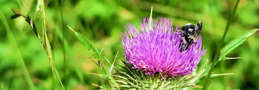 How to attract bees and butterflies in a small garden with layered pollinator-friendly planting