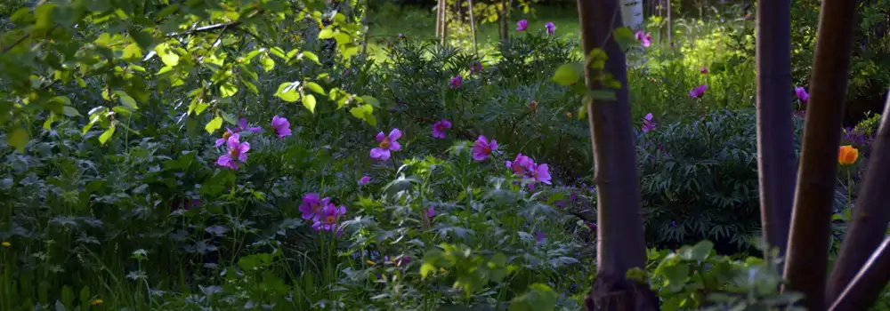 Dappled shade garden planting showing how shade-tolerant planting for raised beds can create calm, layered spaces over time