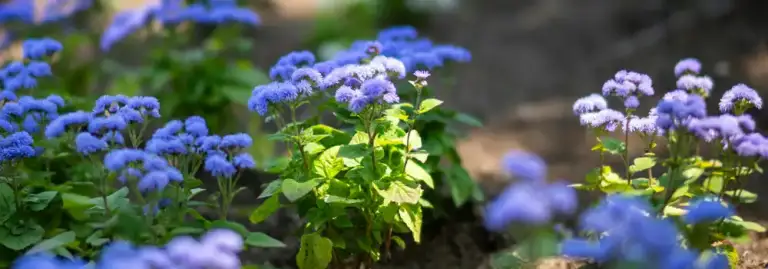 Planted raised bed showing healthy soil structure and mixed planting