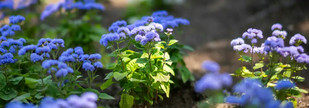 Planted raised bed showing healthy soil structure and mixed planting