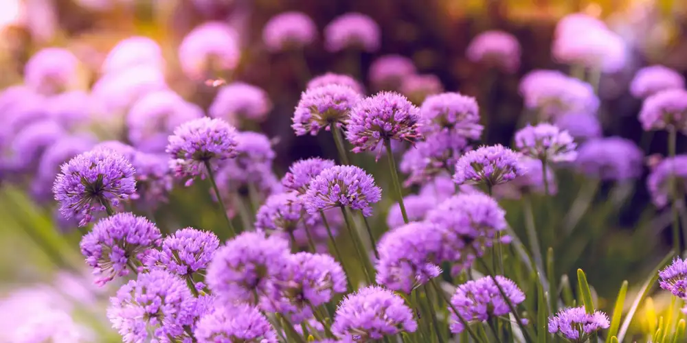 Allium flowers adding colour and structure to a raised bed planting scheme