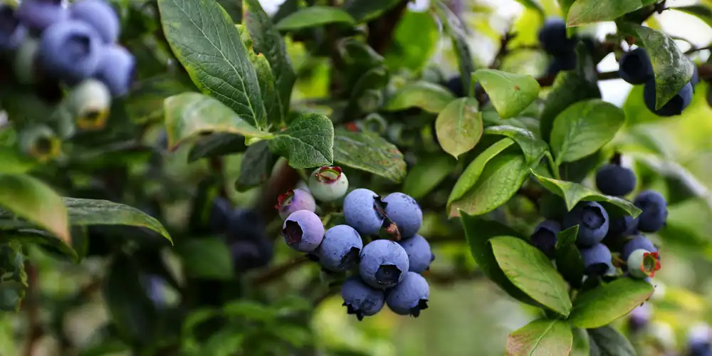 What to plant in a raised bed for the long term includes fruit such as blueberries that benefit from controlled soil and drainage