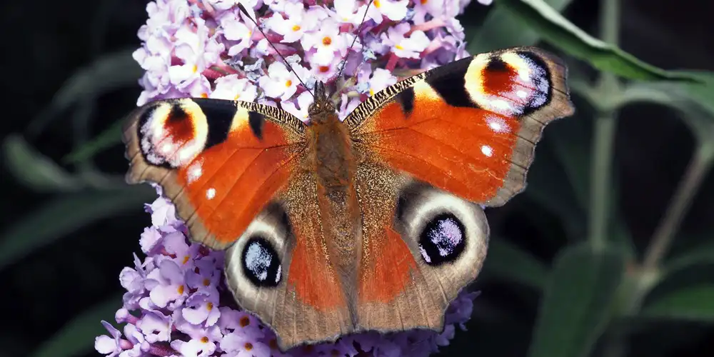 How to attract bees and butterflies in a small garden with pollinator-friendly flowering plants