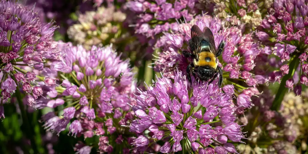 Pollinator-friendly raised bed planting in a small garden with alliums attracting a bumblebee