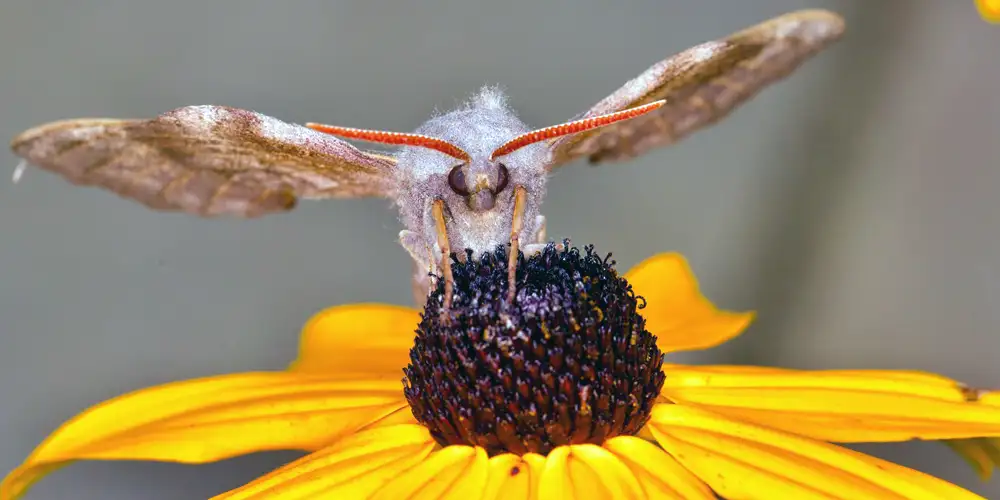 Moth pollinator helping attract bees and butterflies in a small garden by showing broader insect activity