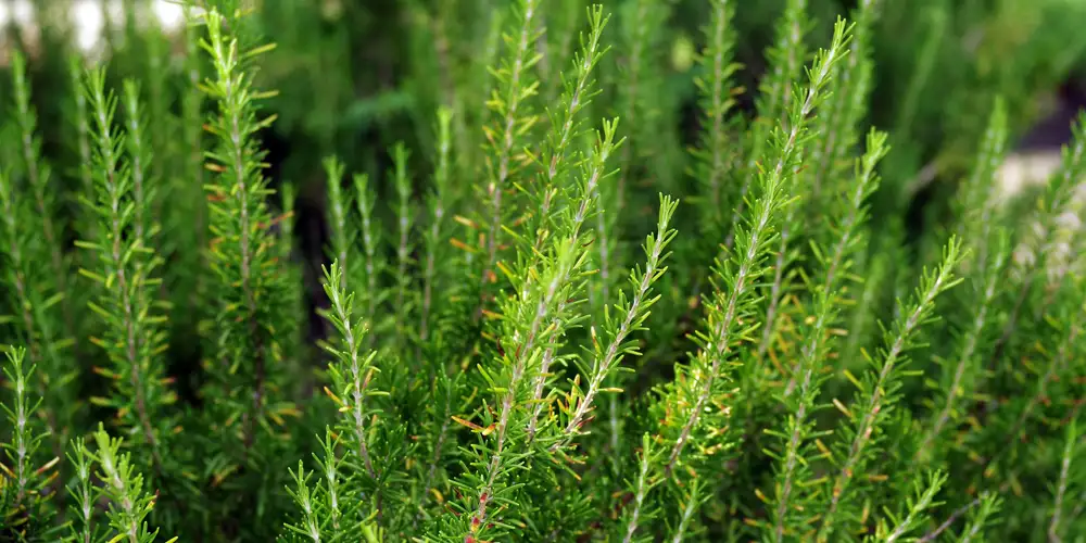 Rosemary is one of the best herbs for raised beds when kept in shape