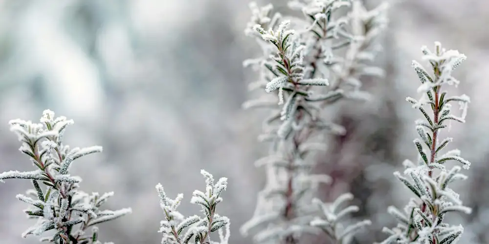Rosemary gives raised bed herb gardens long-term structure through the seasons