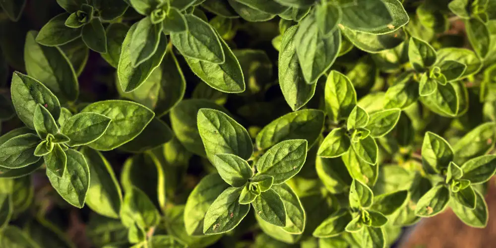 Perennial herbs for raised beds can provide long-term structure