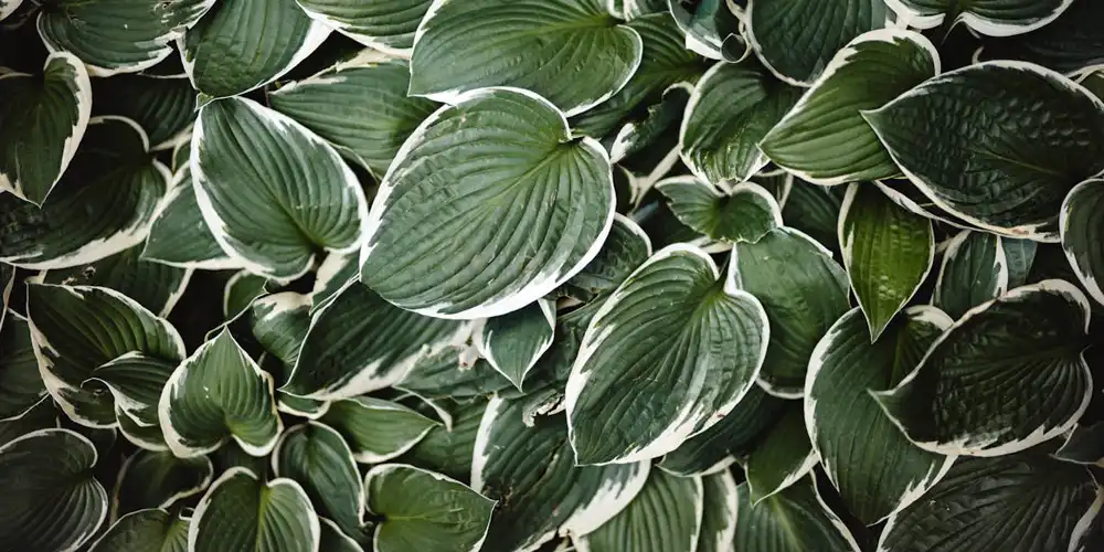 Hosta foliage adding bold structure to a shaded raised bed