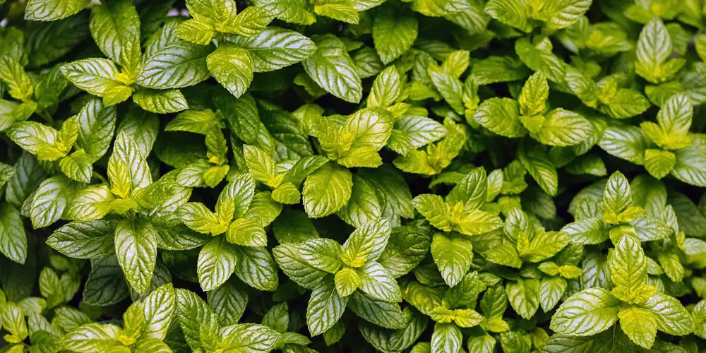 Mint can overwhelm other herbs in raised beds if not contained