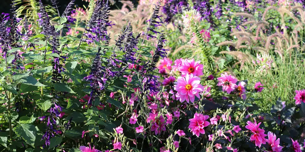 Mixed perennial planting showing how a raised bed can combine colour, structure, and seasonal rhythm