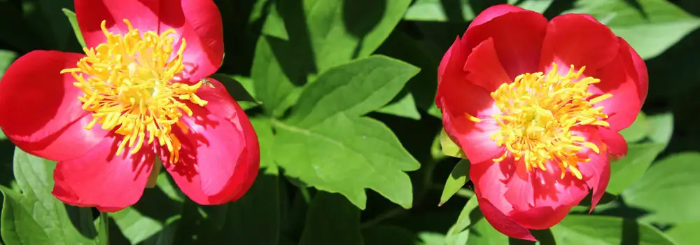 Best perennials for raised beds in a mature planting scheme with colour and structure