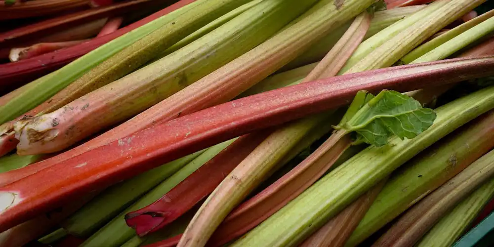 Rhubarb stems showing why vegetables for long-term raised bed planting can become more productive when given permanent space