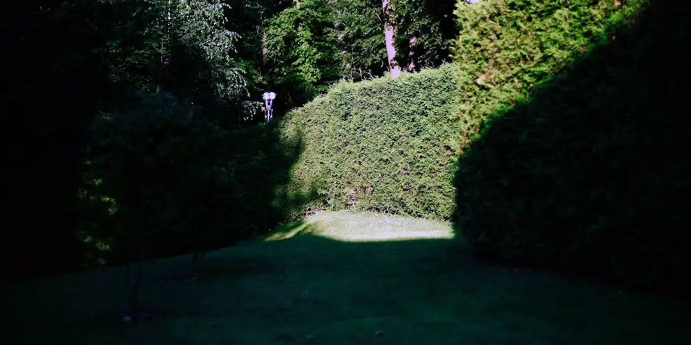 Deep shade garden with evergreen hedging and limited light, showing how structure and foliage define shaded planting areas