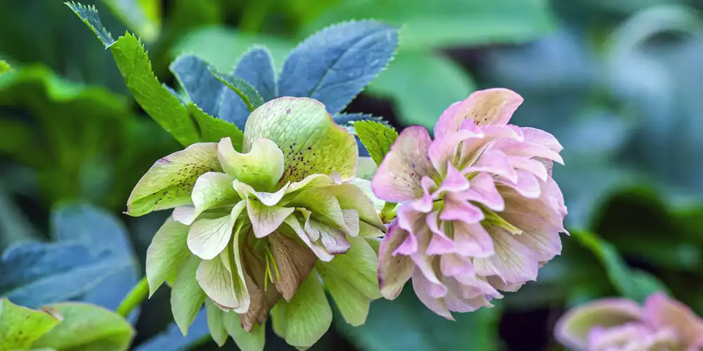 Close-up of hellebore flowers thriving in shaded garden conditions