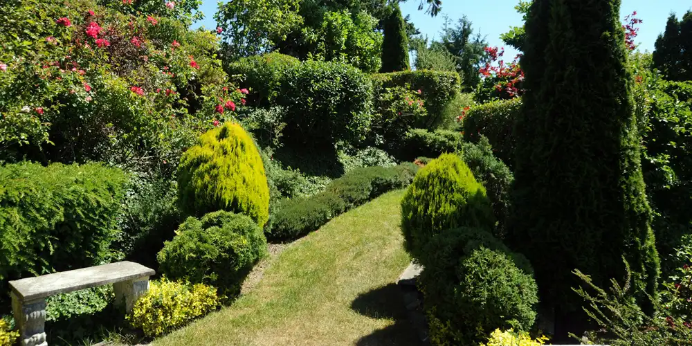 Garden planting combination using height, clipped structure, foliage texture and flower colour