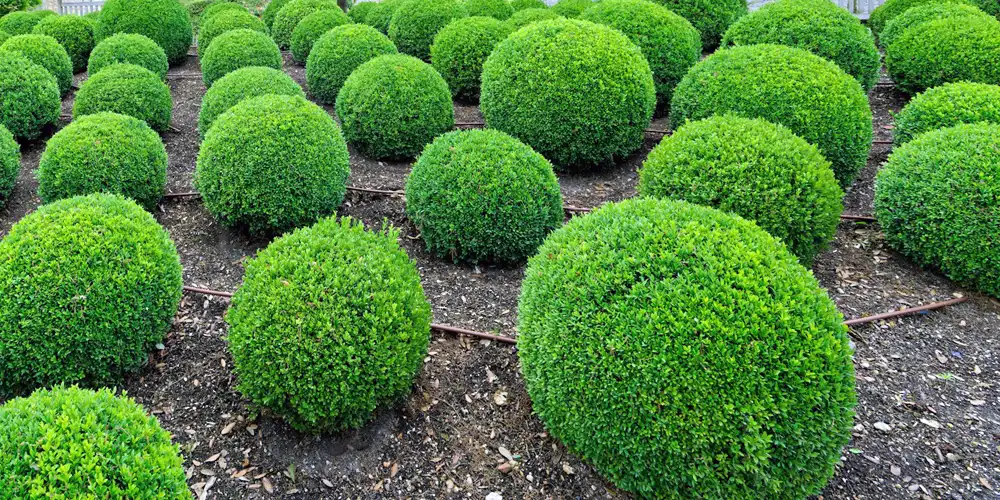 Repeated clipped shrubs showing how repetition creates structure in garden planting