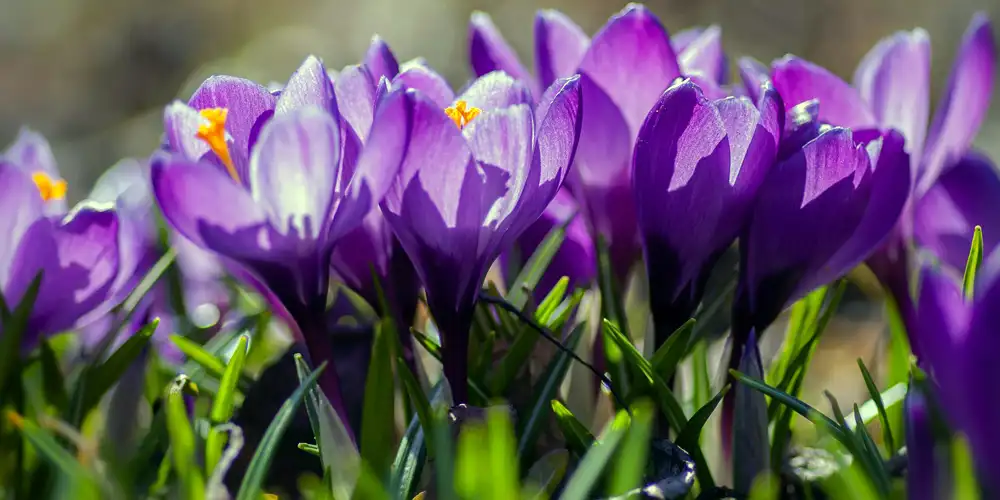 Crocuses helping attract bees and butterflies in a small garden with early pollinator-friendly planting