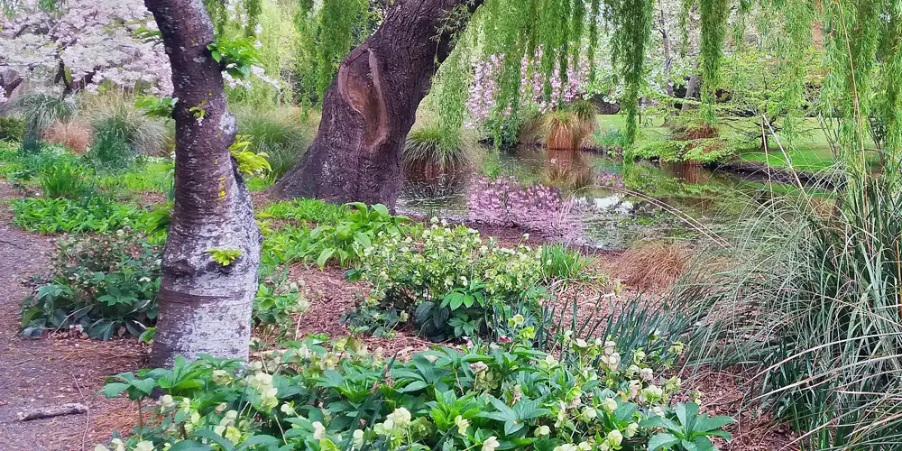 Hellebores growing beneath mature trees in a shaded UK garden