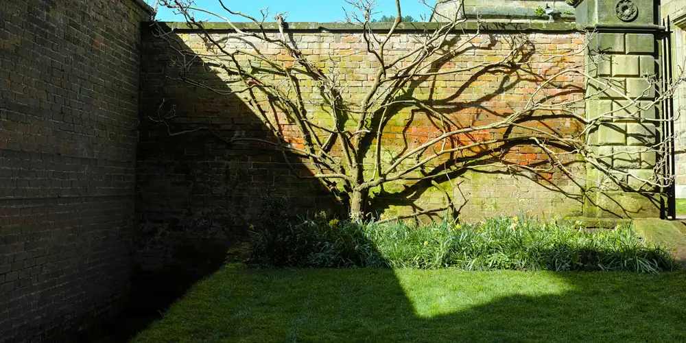 Brick garden wall creating shade and reflected light around a planted border and espaliered tree