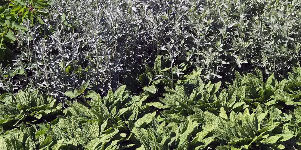 Garden colour and texture shown through silver foliage and textured green leaves