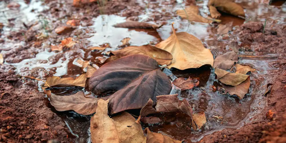 How to fix a waterlogged garden with standing water on heavy clay soil