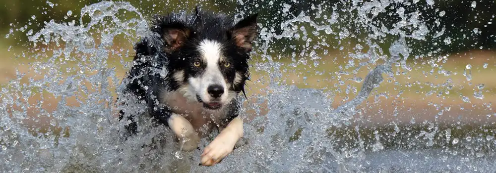 Border collie running through standing water in a UK garden during prolonged heavy rainfall