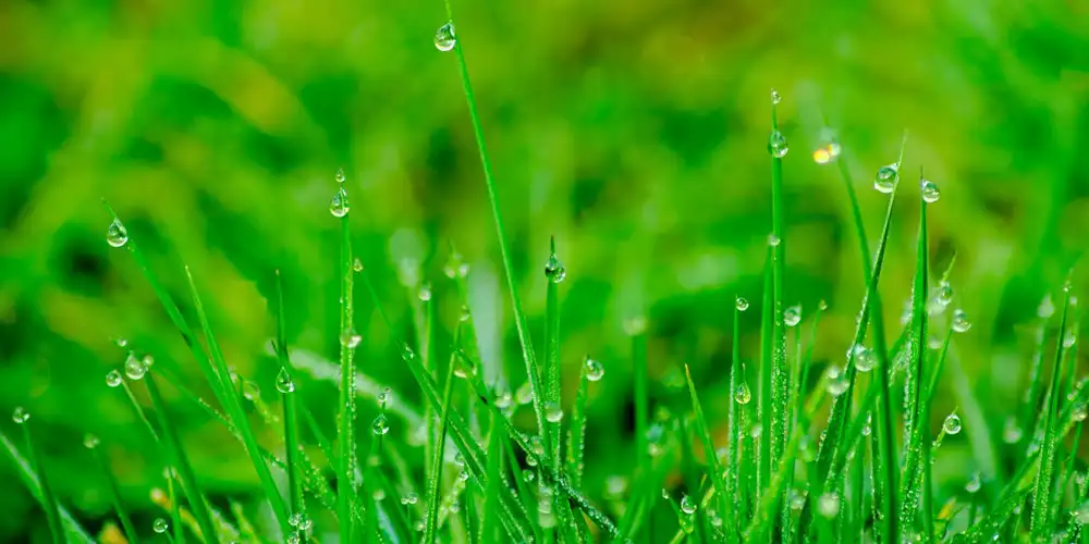 Waterlogged grass with droplets showing wet lawn drainage after prolonged rain