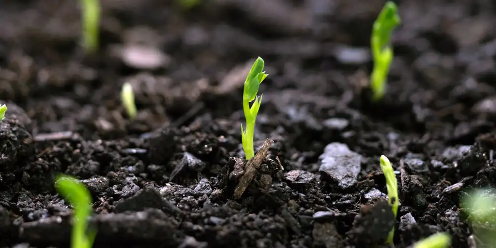Plants not growing in raised beds because of poor soil mix, woody material or unstable growing conditions